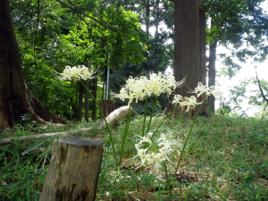 彼岸花8