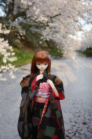 桜を追いかけて