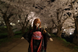 桜を追いかけて