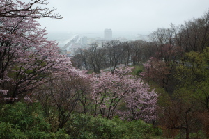 桜を追いかけて