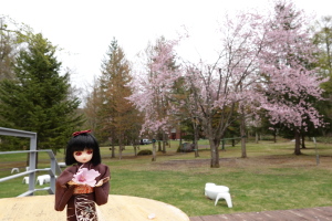 桜を追いかけて